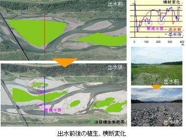 出水前後の植生、横断変化