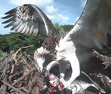 大河津可動堰改築環境モニタリング調査業務