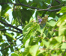 平成28年度川内沢ダム１－２１５号川内沢ダム環境調査業務委託
