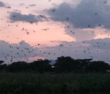 平城宮跡歴史公園環境モニタリング業務
