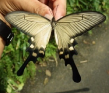 令和３年度自然生態系の機能に着目した昆虫類等指標検討業務