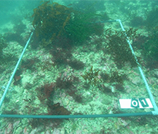 平成２３年度　三重保全二期地区県単沿岸整備事業藻場造成基礎調査委託