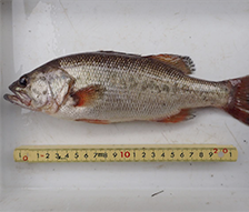 天ヶ瀬ダム水辺調査(魚類)業務