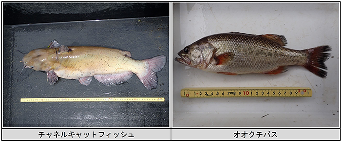 近畿地方整備局　淀川ダム統合管理事務所
天ヶ瀬ダム水辺調査(魚類)業務【事務所長表彰】イメージ