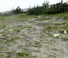 仙台湾南部海岸環境調査業務