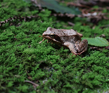 令和２年度鈴鹿川・雲出川水辺現地調査業務
