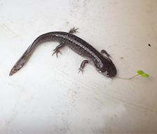 令和2年度 治ダ 委 第2-17号 玉来ダム環境（両生類）調査委託