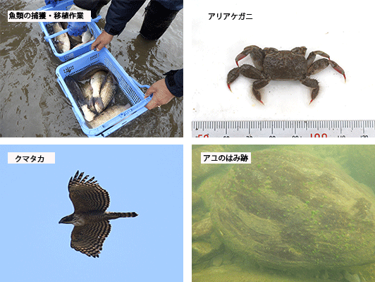筑後川・矢部川環境調査検討業務