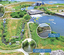 北上川下流魚道調査検討業務