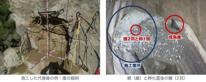 猛禽類保全対策検討業務イメージ