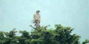 砂防環境調査委託