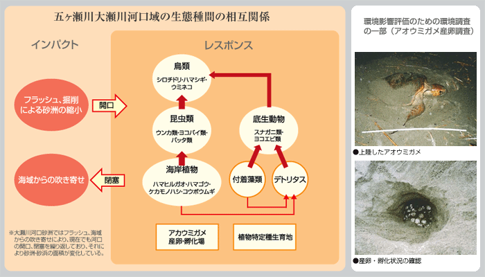 九州地方整備局 延岡河川国道事務所
河川改修による五ヶ瀬川・大瀬川河口生態への影響検討イメージ