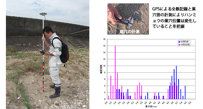 三重県
RTK-GPSを用いたハンミョウの巣穴調査イメージ
