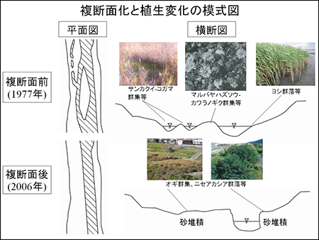 複断面化と植生変化の模式図