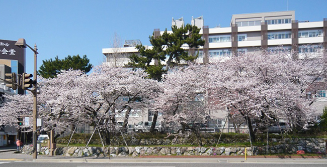 新潟市学校町の桜1