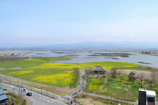 「水の公園福島潟」に溶け込んだ湖岸堤